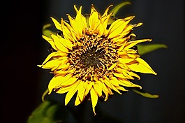 向日葵,花,黑