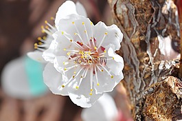 杏花,開花,科