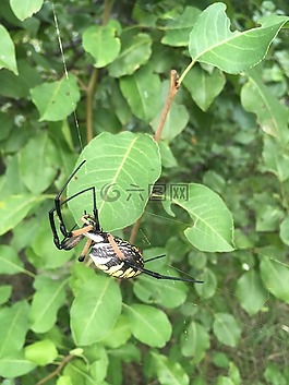 蜘蛛,花園,web