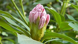 杜鵑,花,綻放