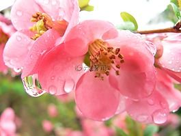 雨滴,花粉紅色