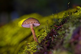 蘑菇,迷你蘑菇,海绵