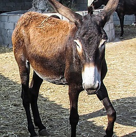 驢,尋找,動物
