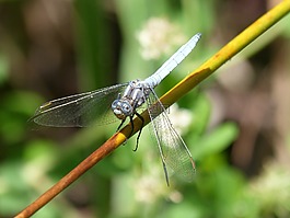 蜻蜓,蓝蜻蜓,orthetrum cancellatum