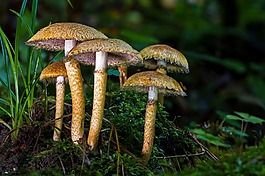 蘑菇,森林蘑菇,木耳