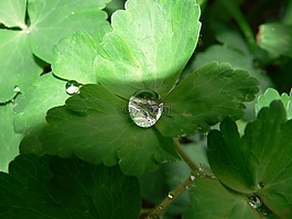 雨滴,雨后,綠葉