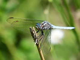 蜻蜓,蓝蜻蜓,orthetrum cancellatum