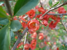 紅色,花卉,春天