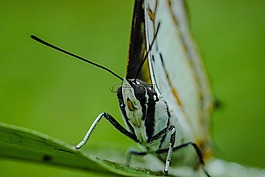 昆蟲,在線上的中國-英語字典,黃蛺蝶科