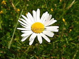 margarétka,瑪格麗塔白,牛眼
