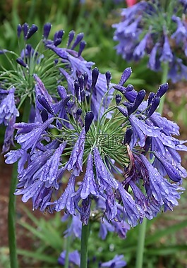 agapanthus,藍(lán)色的花,花