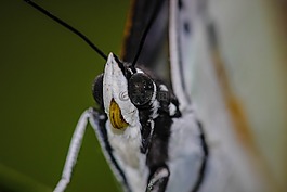 昆蟲,在線上的中國-英語字典,黃蛺蝶科