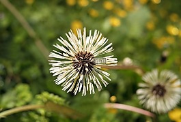 蒲公英,花,濕
