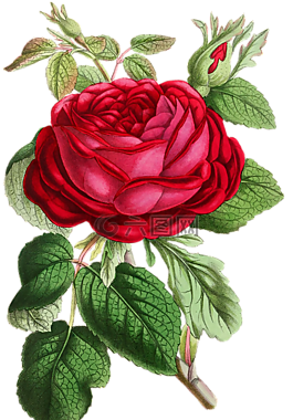 玫瑰,花,鮮花