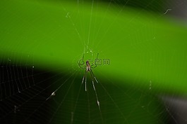 蜘蛛,動(dòng)物,web