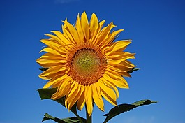太陽花,鮮花,藍(lán)色