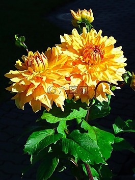 阿斯特,花,开花