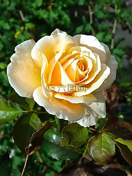 玫瑰,黃色,花