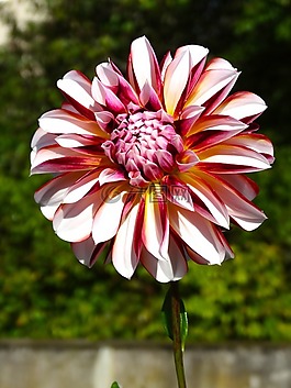 阿斯特,花,开花