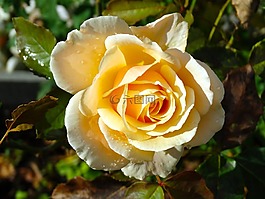 玫瑰,黃色,花