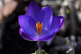 藏紅花,花,開花