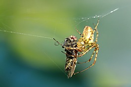 宏,蜘蛛,飛