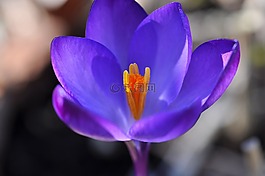 藏紅花,花,開花