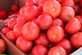番茄,蔬菜,水果