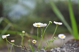 鮮花,野生花卉,白色的花