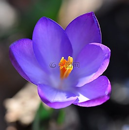 藏紅花,花,開花