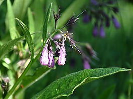 野花,夏天花,字段