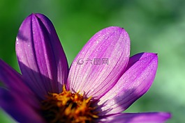 百日草,花,花瓣