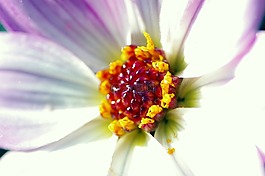 百日草,花,花瓣