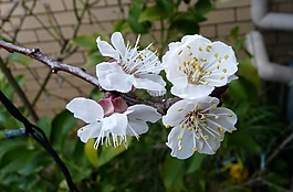 杏,開花,樹