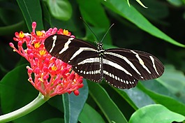 蝴蝶,昆蟲(chóng),特寫(xiě)