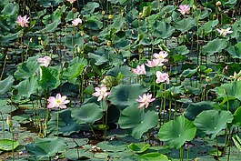 蓮花,粉紅色,花