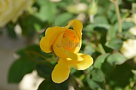 黃玫瑰,花,性質(zhì)