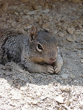 野生動物,大峽谷國家公園,松鼠