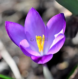 藏紅花,花,開花