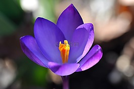 藏紅花,花,開花