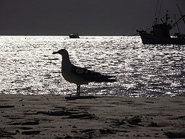 海鷗,鳥,mar