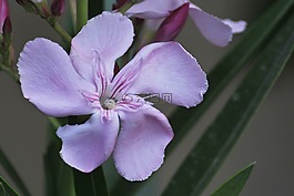 紫色的小花,區(qū)域,野生