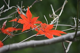 秋葉,紅色,樹(shù)