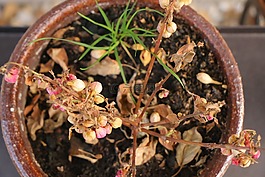花,花盆,粘土