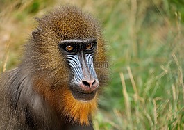 線頂桿,猴子,動物園