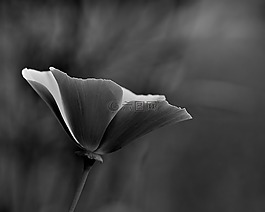 花,黑色和白色,白