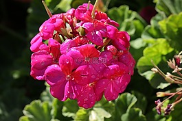 天竺葵,鲜花,花园