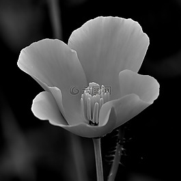 花,黑色和白色,白
