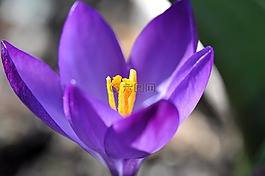 藏紅花,花,開花