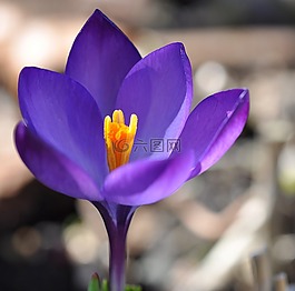 藏紅花,花,開花